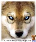 wolf dog puppy posted by Wolf Husky Pups